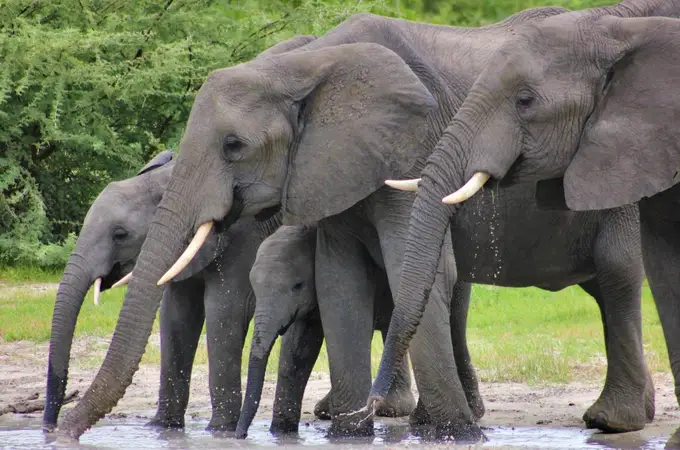 El presidente de Botsuana amenaza con mandar 20.000 elefantes a Alemania