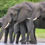 Una manada de elefantes embiste a un automóvil que había atropellado a una de sus crías