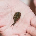 Habilitan en el Parque Natural de Serra de Mariola una charca protegida para la preservación del Triops, la especie viva más antigua de la Tierra
