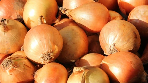 Inventan en Galicia una cebolla que conserva su frescura durante seis meses
