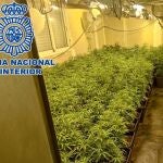 Detienen en Sanlúcar a narcotraficante huido desde hacía 15 meses y desmantelan cinco plantaciones