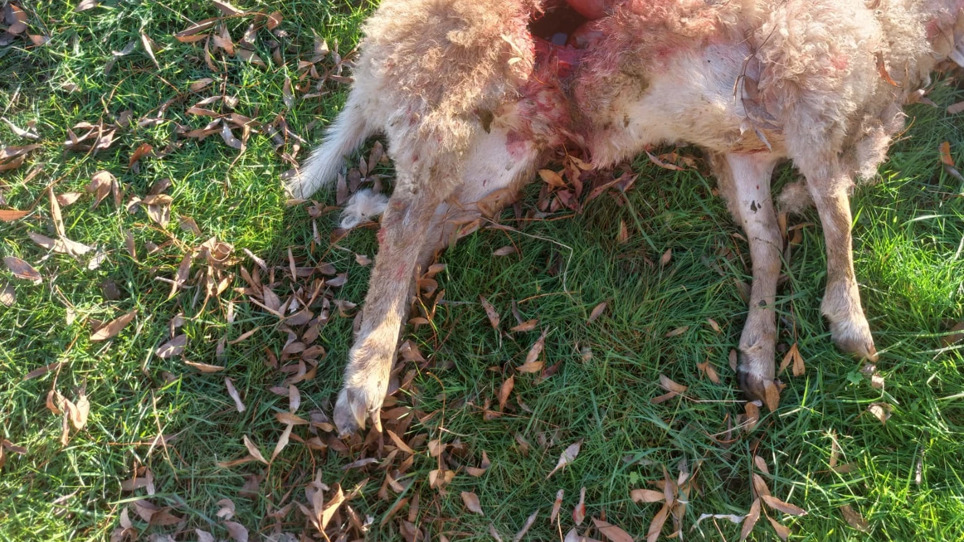 Los ganaderos de Madrid alertan de que los lobos atacan más cerca de poblaciones