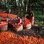 Nabadwip, Nadia, Bengala Occidental, India, Asia; un agricultor clasificando tomates de la canasta para el mercado de verduras.