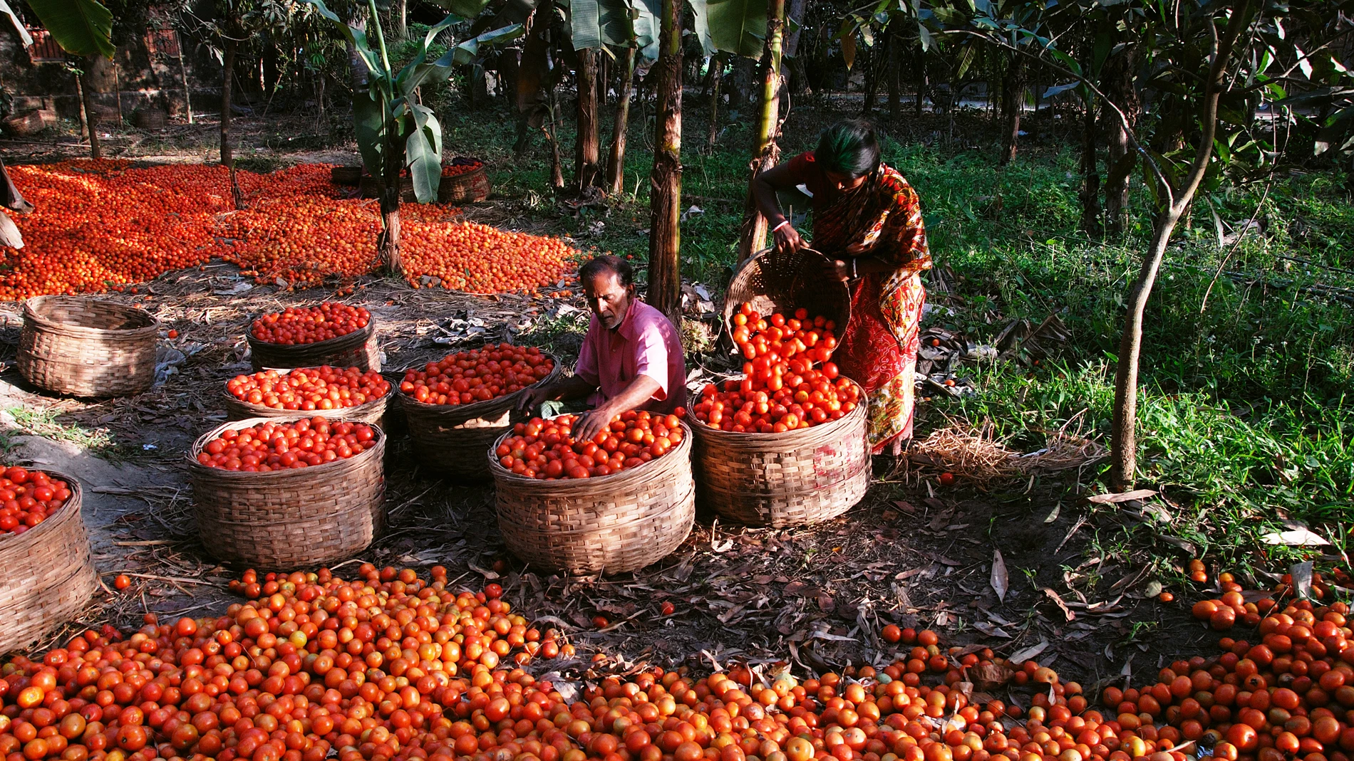 Nabadwip, Nadia, Bengala Occidental, India, Asia; un agricultor clasificando tomates de la canasta para el mercado de verduras.