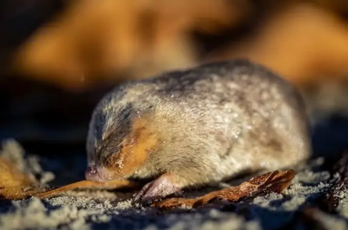 Redescubren a este animal tras 85 años: no tiene ojos y brilla con la luz del sol