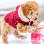 Las cinco razas de perros que menos soportan el frío