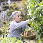 Los superalimentos no son solo providenciales para la vida eterna, pues estudios demuestran que la dieta japonesa es clave para una mejor esperanza de vida