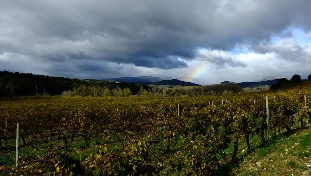 Las primeras viñas de Arínzano se plantaron en el año 1055, su casi milenaria historia sumada a la belleza de sus viñedos y de su entorno lo hacen único