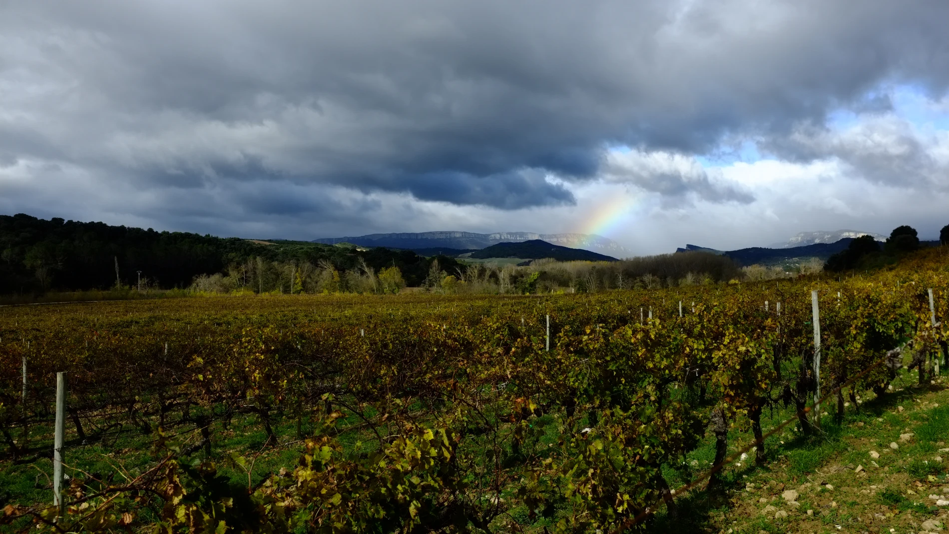Las primeras viñas de Arínzano se plantaron en el año 1055, su casi milenaria historia sumada a la belleza de sus viñedos y de su entorno lo hacen único