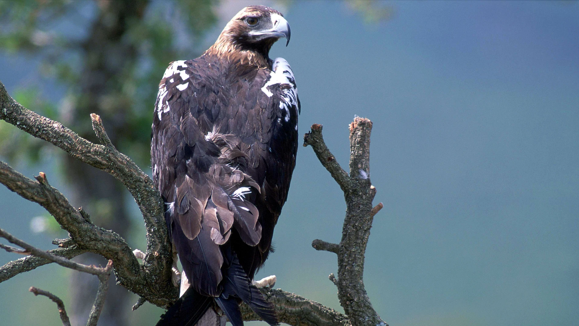 Ejemplar de águila imperial ibérica