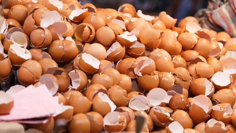 Cáscaras de huevos