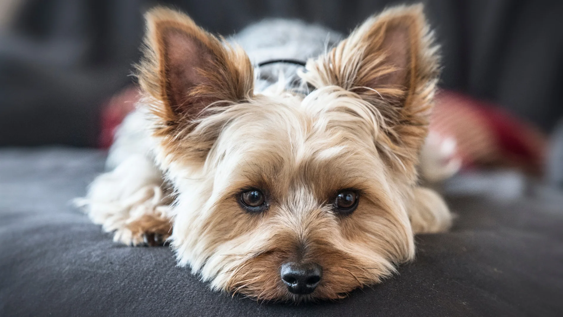 Yorkshire Terrier