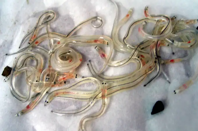 Los pescadores de El Palmar repueblan L'Albufera con 20.000 alevines de anguila europea