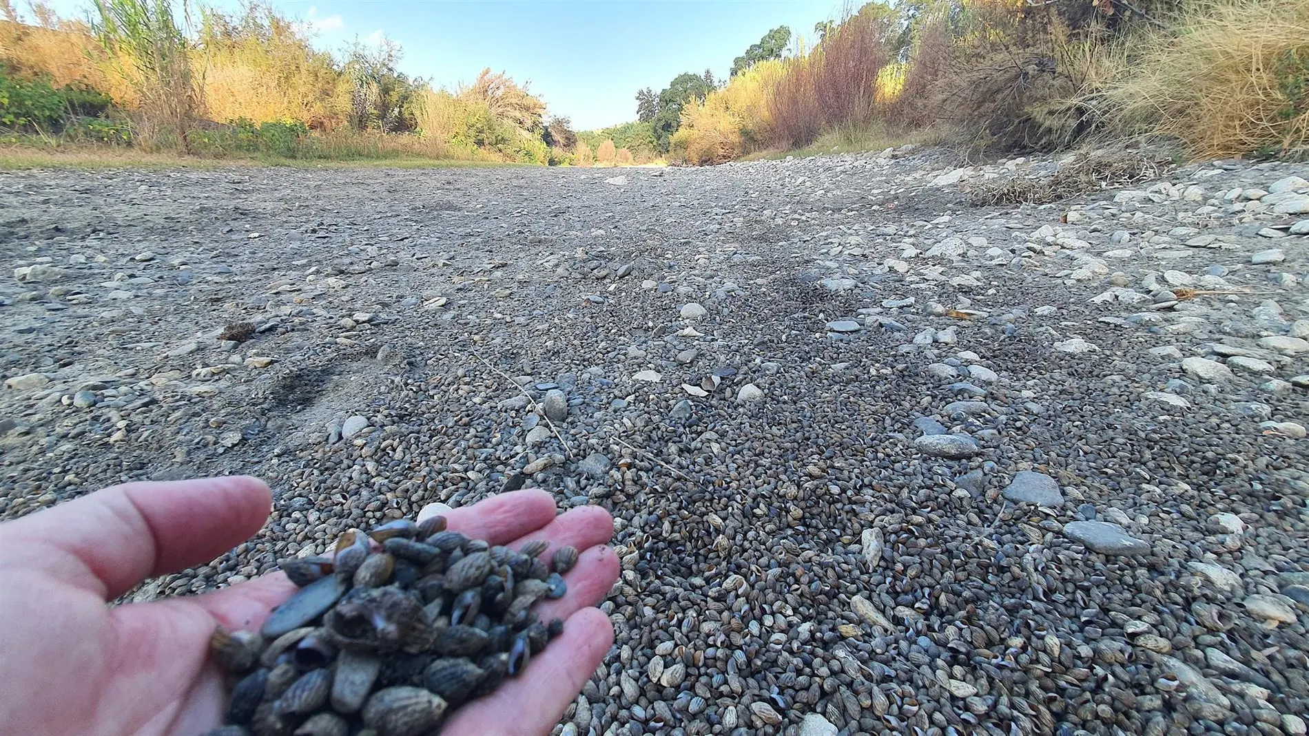 Aspecto que presenta el río Guadiaro, en Málaga