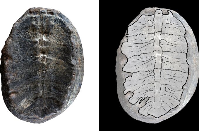 El fósil que originalmente fue interpretado como una planta, pero que los investigadores han descubierto ahora es el interior del caparazón de una tortuga beb