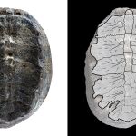 El fósil que originalmente fue interpretado como una planta, pero que los investigadores han descubierto ahora es el interior del caparazón de una tortuga beb