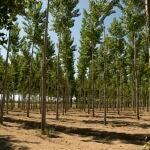 Los ayuntamientos de la provincia de Cáceres ya pueden solicitar árboles dentro de la Campaña de Arbolado 2024