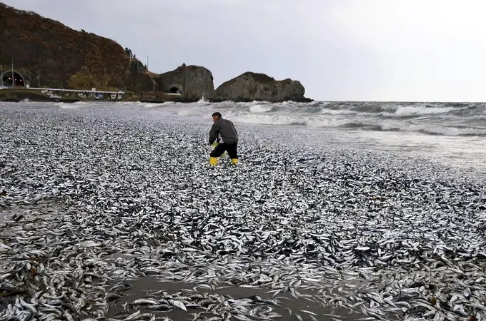 Miles de peces aparecen muertos frente a las costas de Japón 