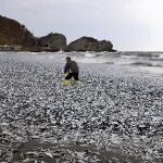 Miles de peces aparecen muertos frente a las costas de Japón