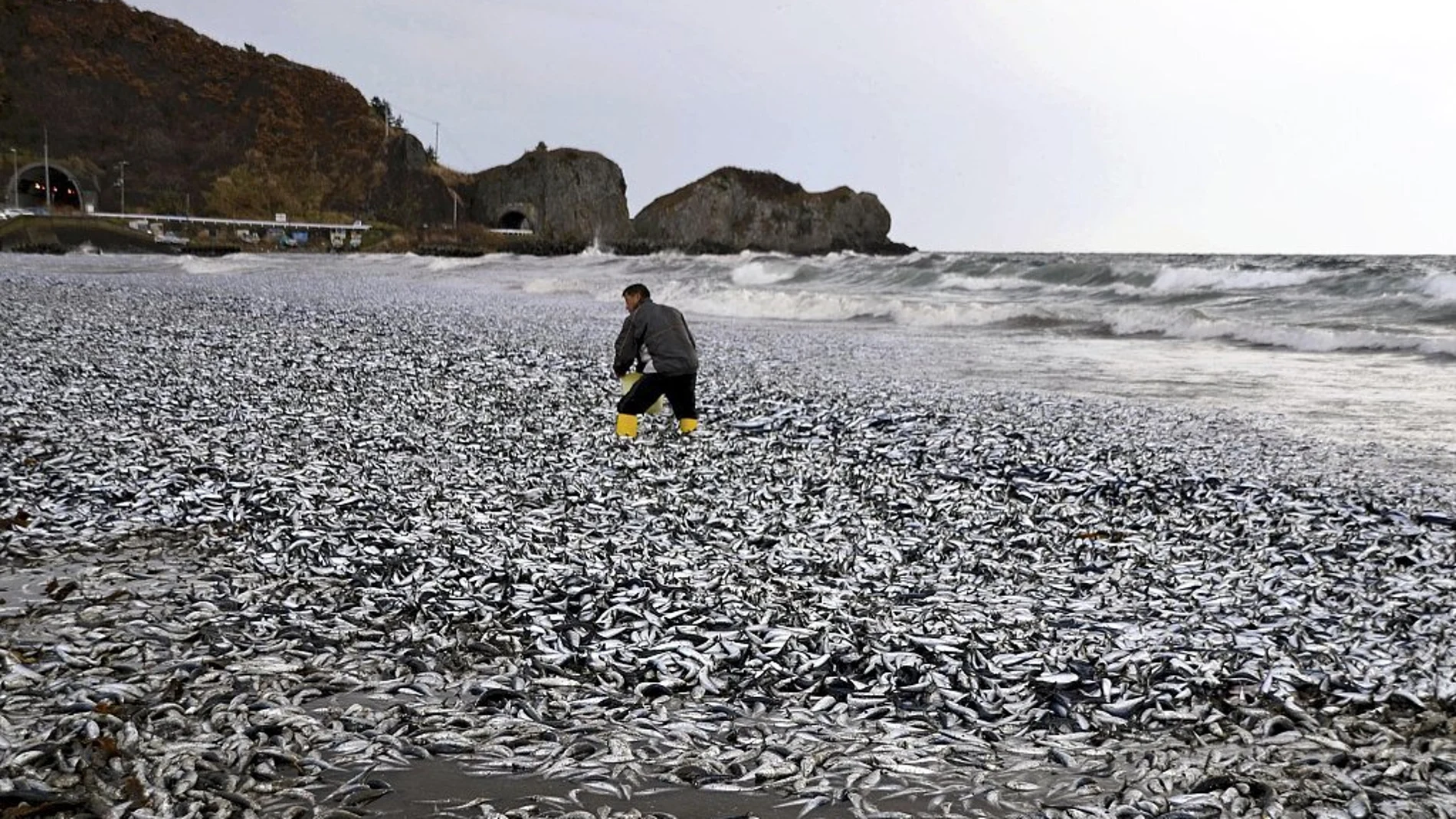 Miles de peces aparecen muertos frente a las costas de Japón
