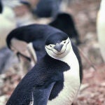 Ejemplar de pingüino barbijo