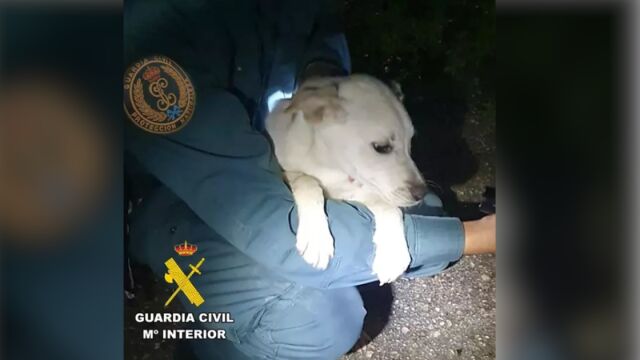La Guardia Civil rescata una perra que cayó a un río