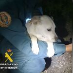 La Guardia Civil rescata una perra que cayó a un río