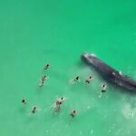Unos nadadores se acercan peligrosamente a una ballena que nadaba cerca de la costa