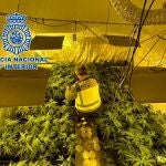 Valencia.-Sucesos.- Desmantelan cuatro laboratorios ilegales de marihuana con 271 plantas en Torrent