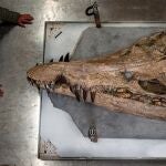 Cráneo del pliosaurio