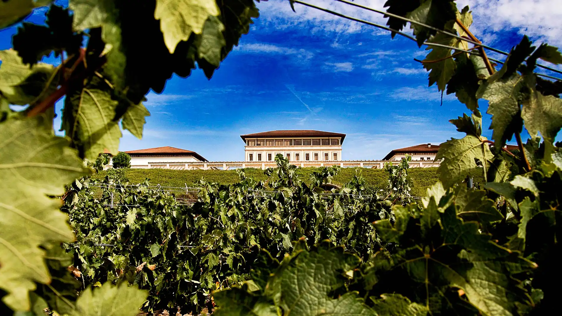 Bodega Rioja Vega se encuentra en un escenario privilegiado para el cultivo de la vid con suelos pobres y clima atlántico que confiere a sus vinos un carácter único y diferenciador.