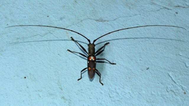 Olenecamptus bilobus