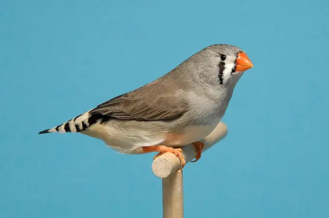 Cantar podría mantenerte atractivo, al menos si eres un pájaro