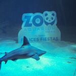 Zoo de Madrid inaugura la Navidad con la instalación del Belén de tiburones