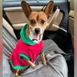 Rescatan a un Chihuahua sin garras 