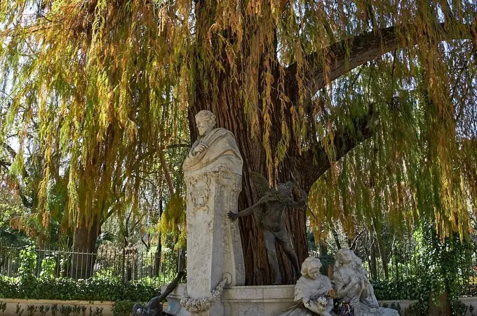El árbol sevillano que opta a ser el más bonito de España