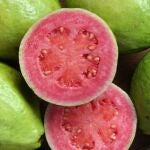 Guayaba, fruta típica de Centroamérica
