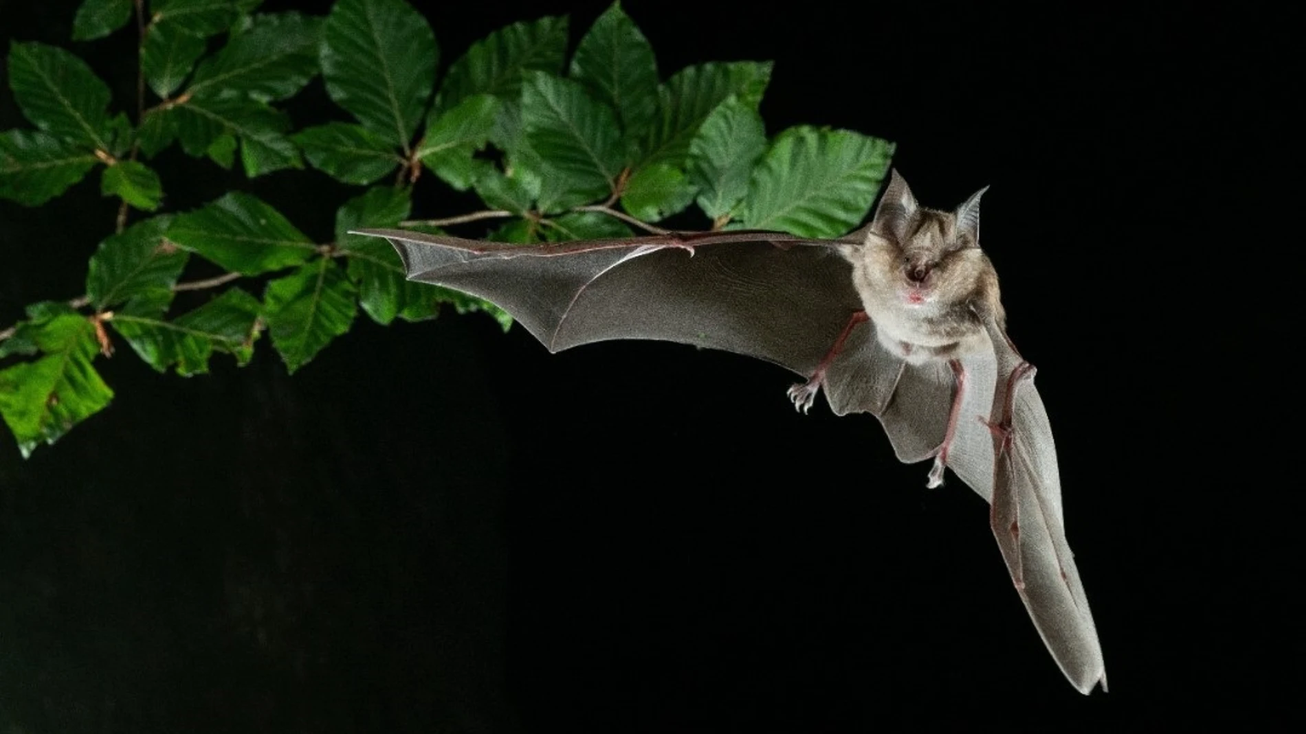 Los murciélagos son claves en el control de plagas en la agricultura, según un estudio