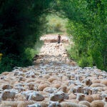 Un pastor llevando su ganado por la Sierra de Segura en Jaén