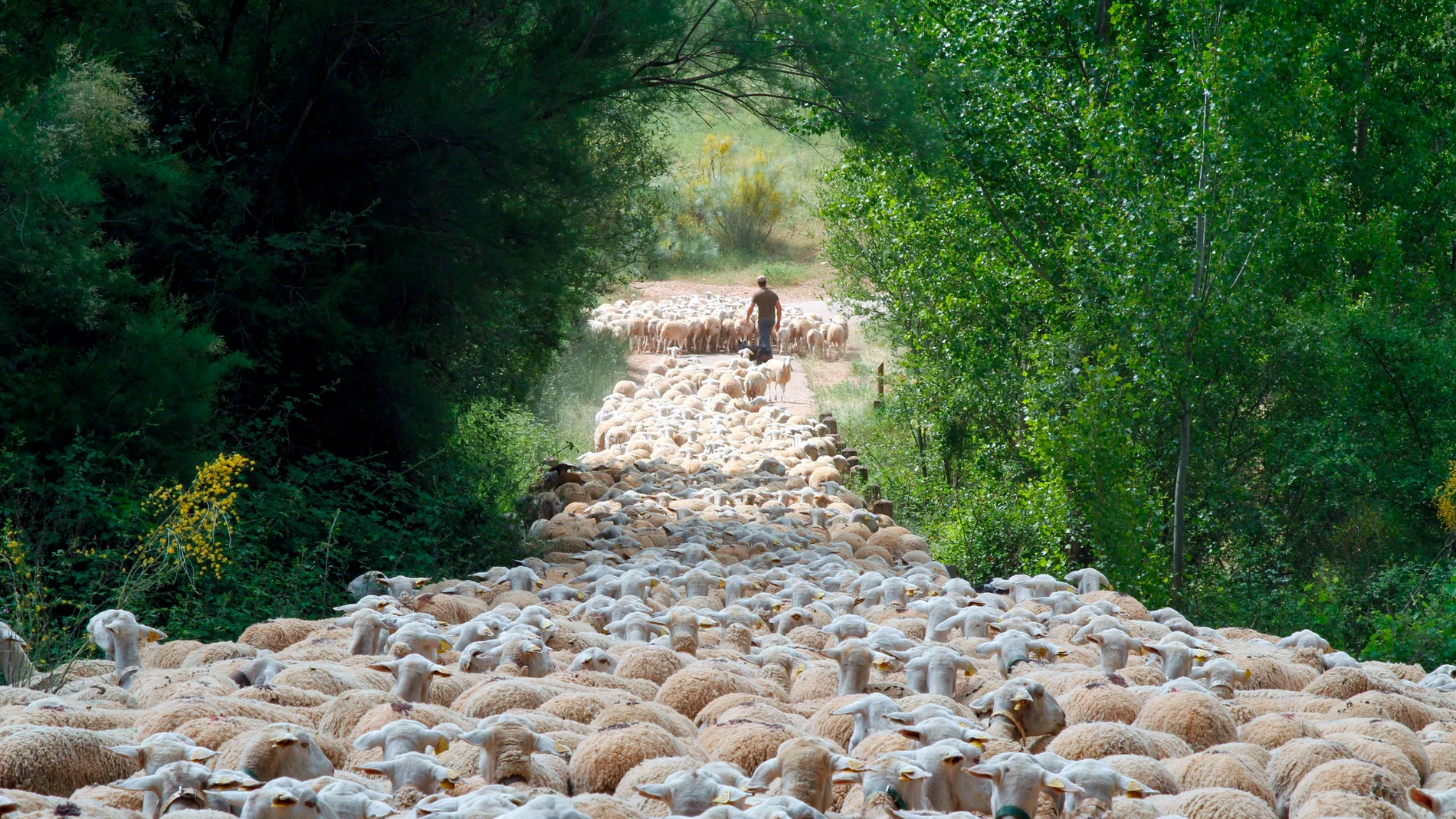 Un pastor llevando su ganado por la Sierra de Segura en Jaén