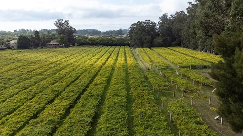 La uva albariño es la base del mismo, y se cultiva en su mayor parte en las Rías Baixas.