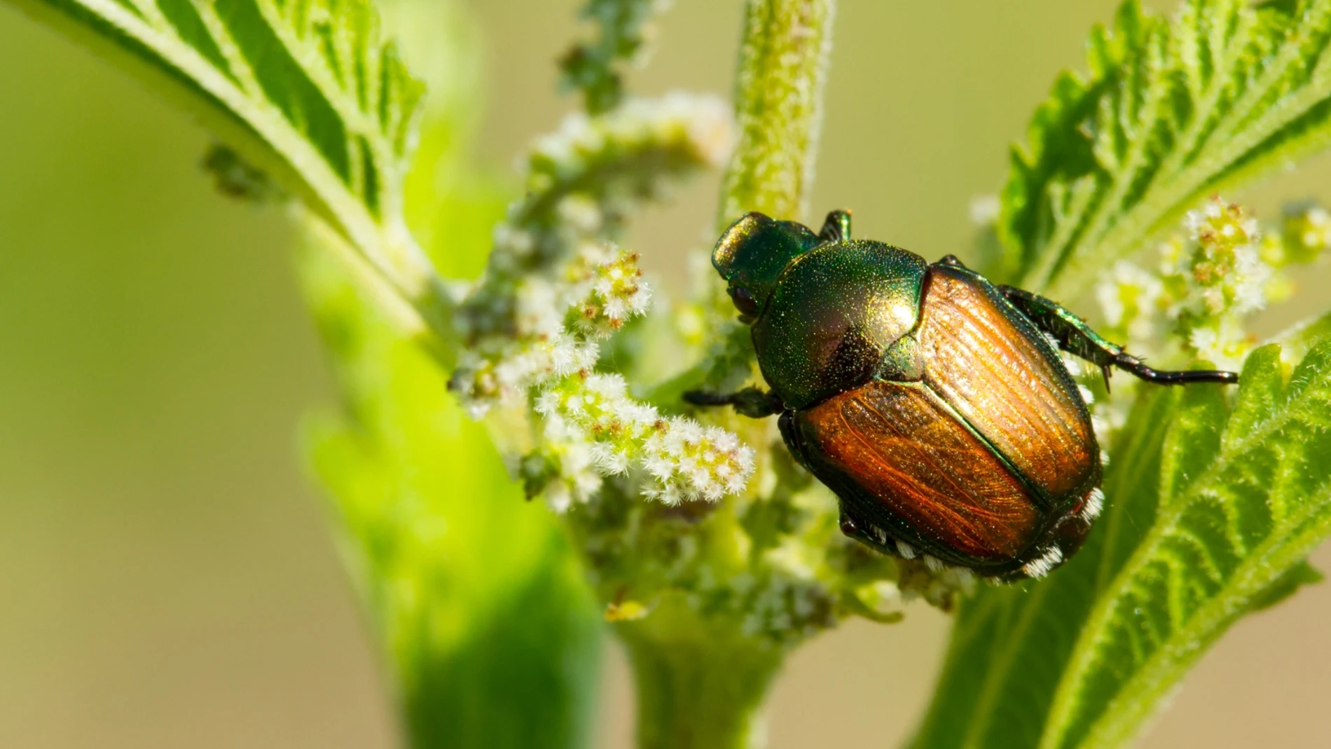 El declive de los insectos se debe a la pérdida de especies localmente más comunes, según un estudio