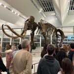 Visitantes en el Museo de la Evolución Humana observan el esqueleto de un mamut
