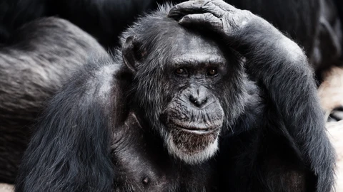Chimpancé
