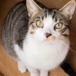 El vídeo viral de TikTok en el que un gato salva a su dueño atrapado en la terraza.