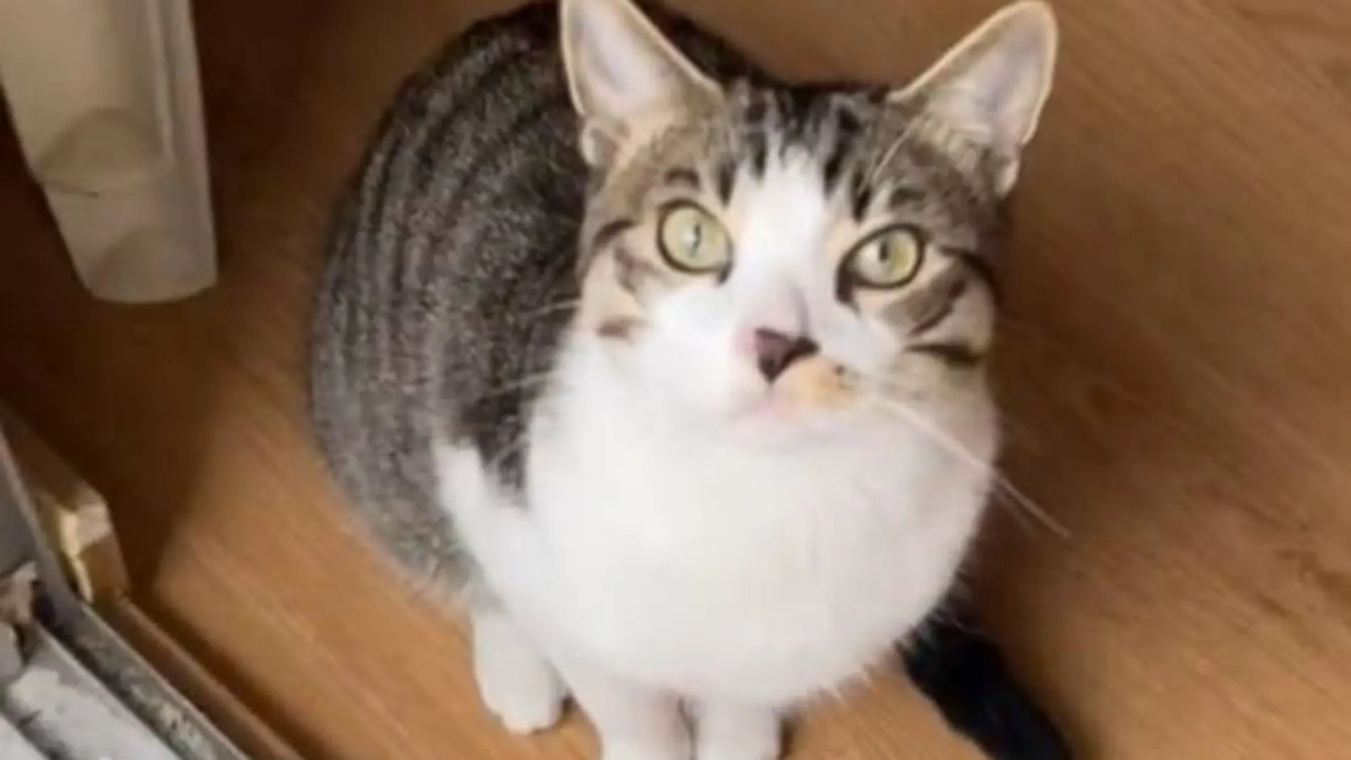 El vídeo viral de TikTok en el que un gato salva a su dueño atrapado en la terraza.