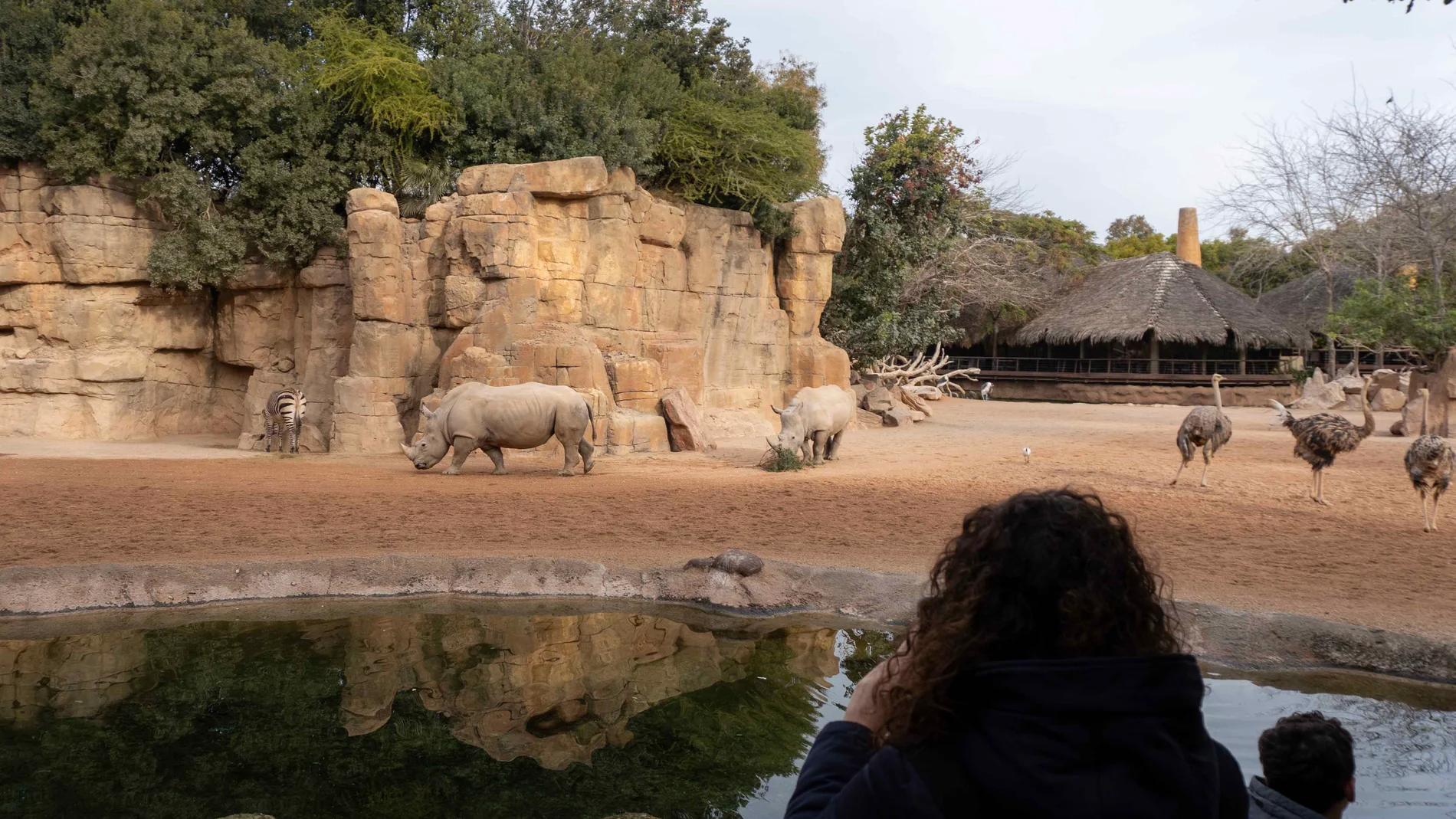 En todo el mundo quedan 20.000 ejemplares de rinoceronte blanco 
