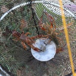 Pesca de cangrejo con retén en el Canal de Castilla
