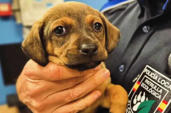 Un cachorro rescatado de un contenedor es adoptado por la persona que dio el aviso