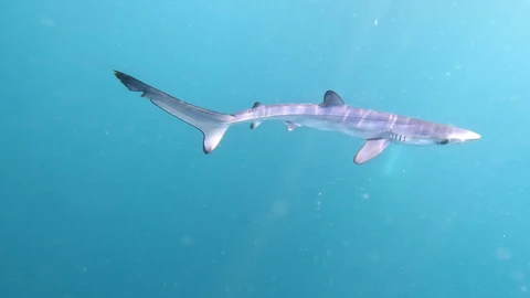 Identifican diez crías de tiburón en el Cañón de Cap de Creus (Girona)